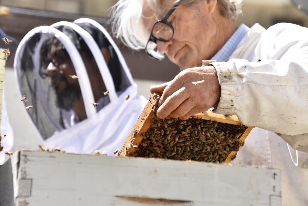 Beekeeper handling honey bees